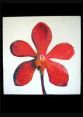 ORCHID-2 CANVAS